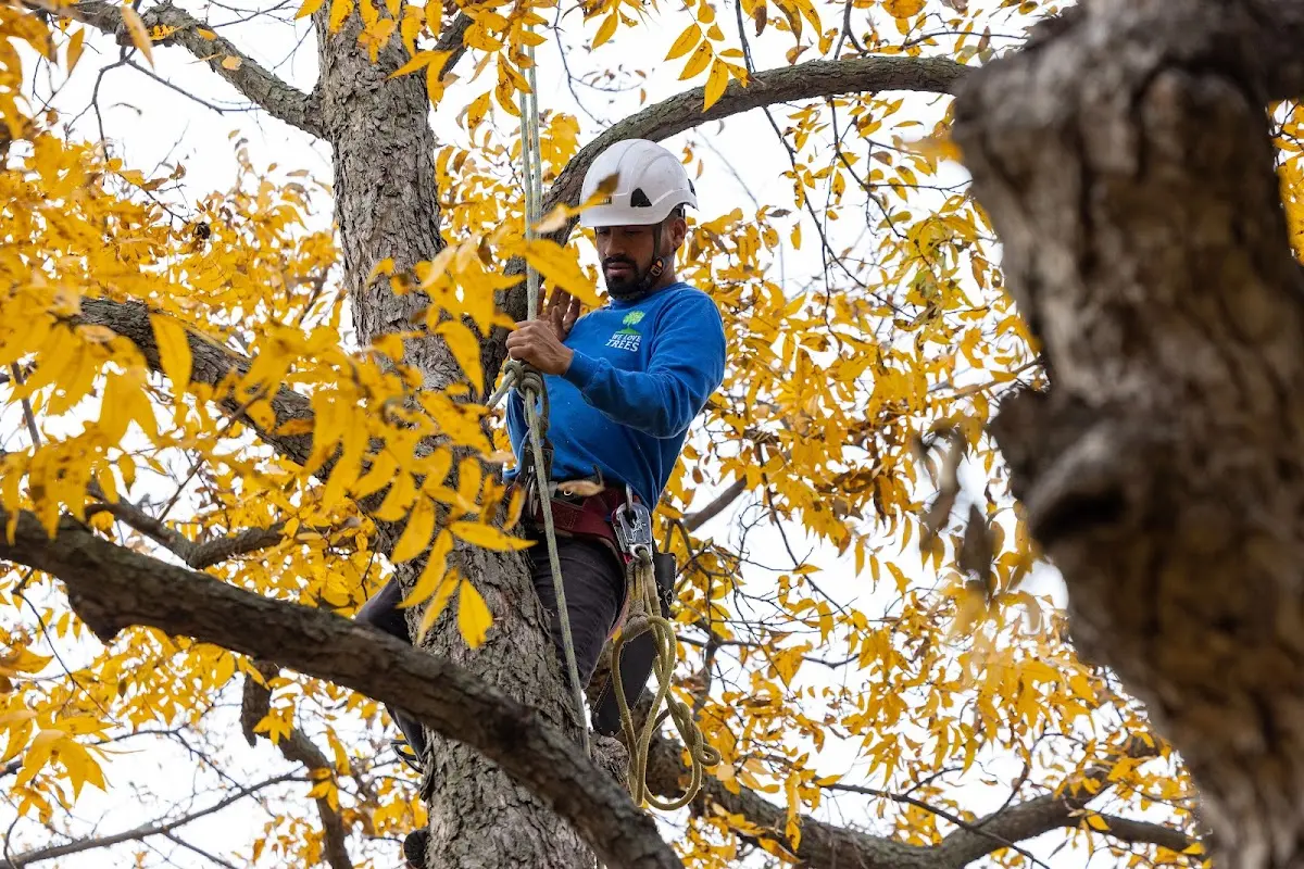Skilled Tree Transplanting crew working in Rush